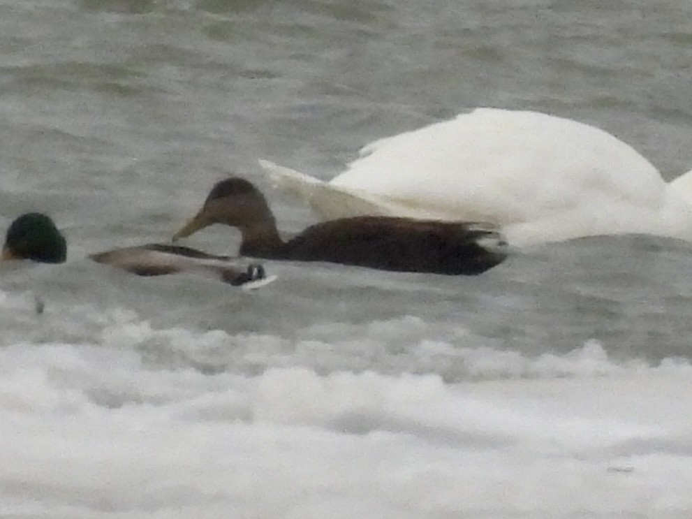 American Black Duck - ML647033512