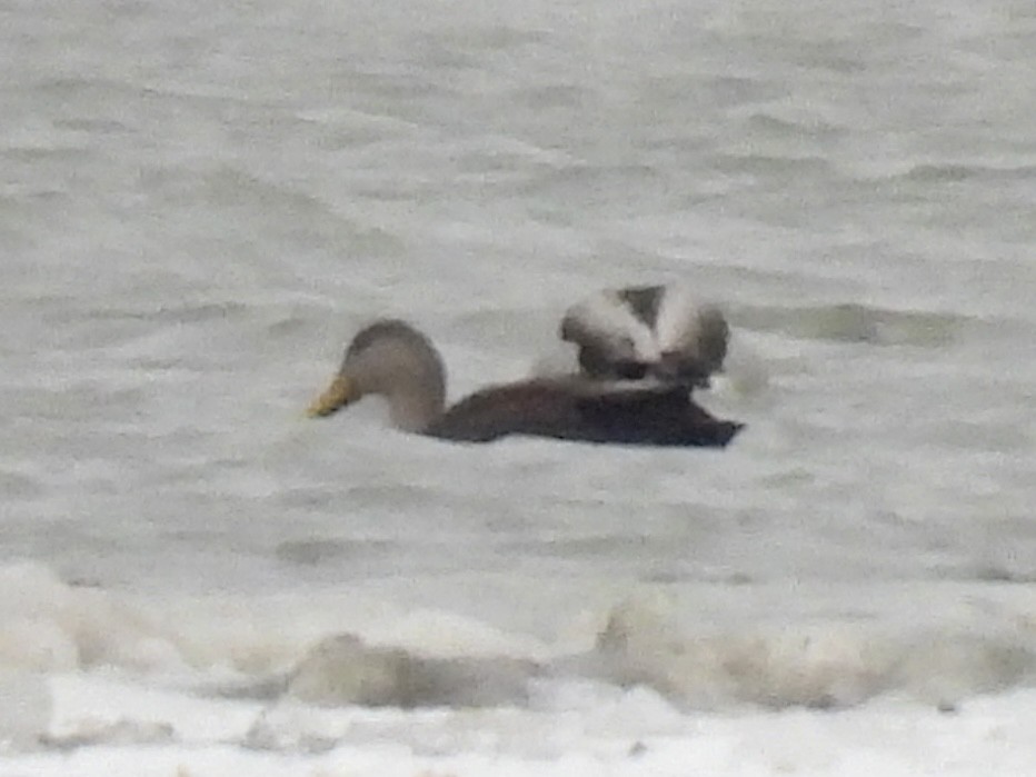 American Black Duck - ML647033513