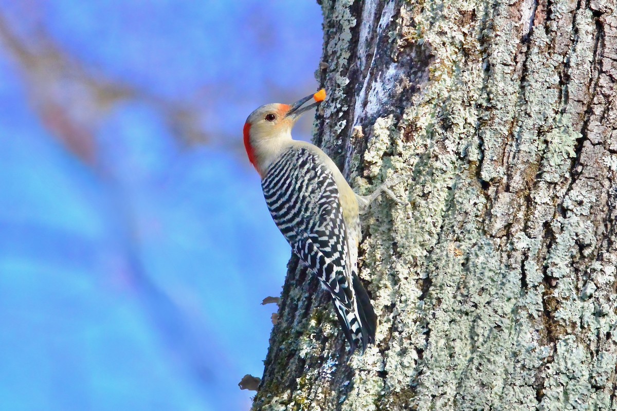 Red-bellied Woodpecker - ML647033517