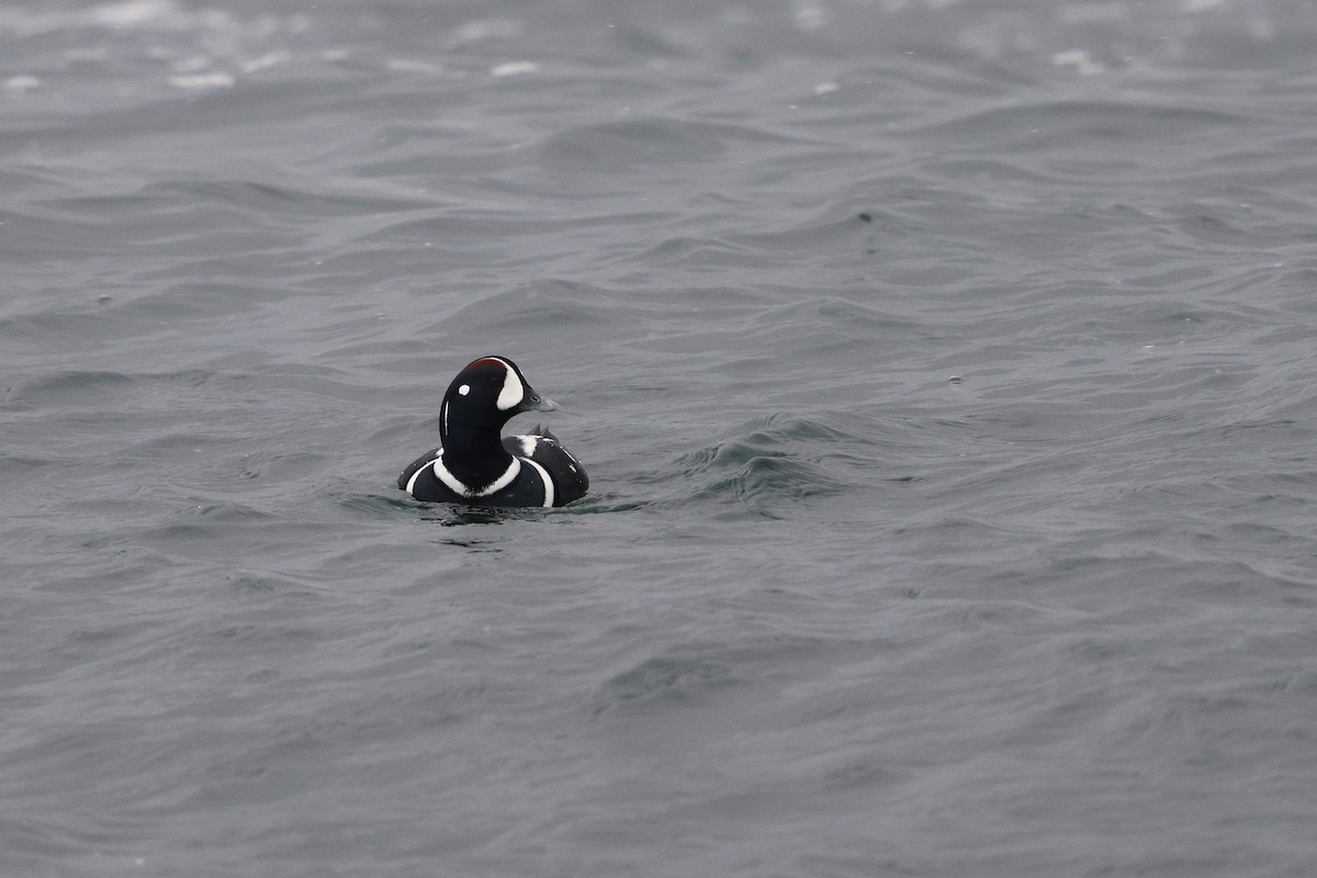 Palyaço Ördeği - ML647033519