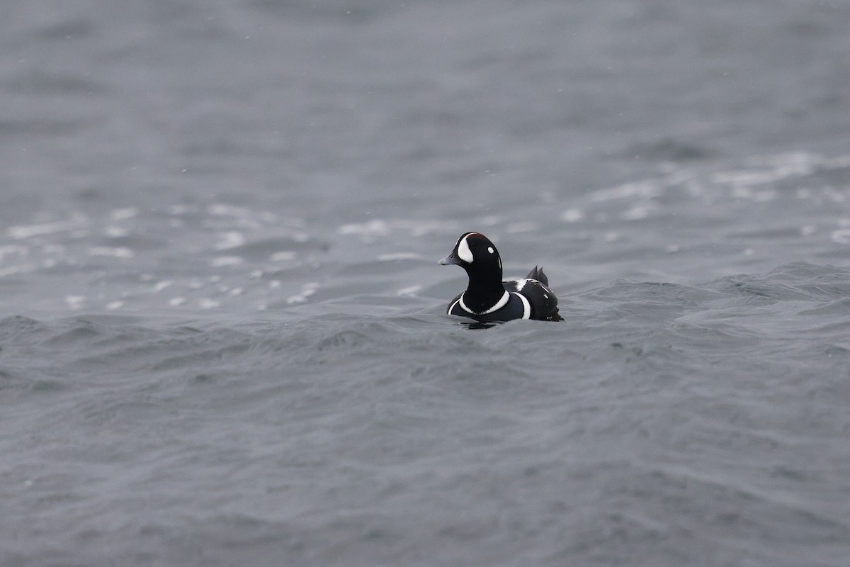 Palyaço Ördeği - ML647033520