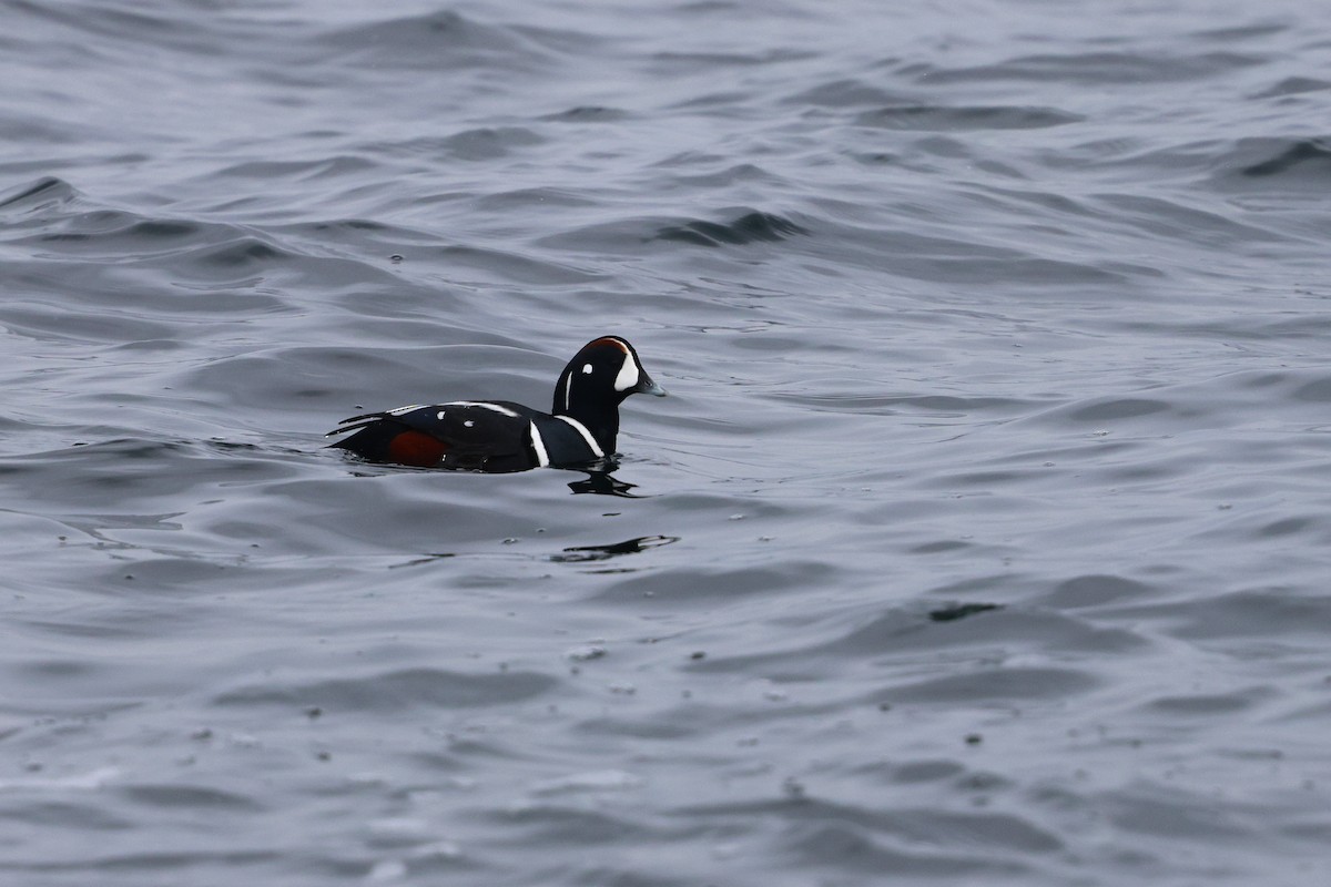 Palyaço Ördeği - ML647033521