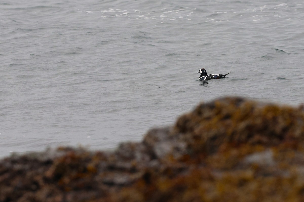 Palyaço Ördeği - ML647033522