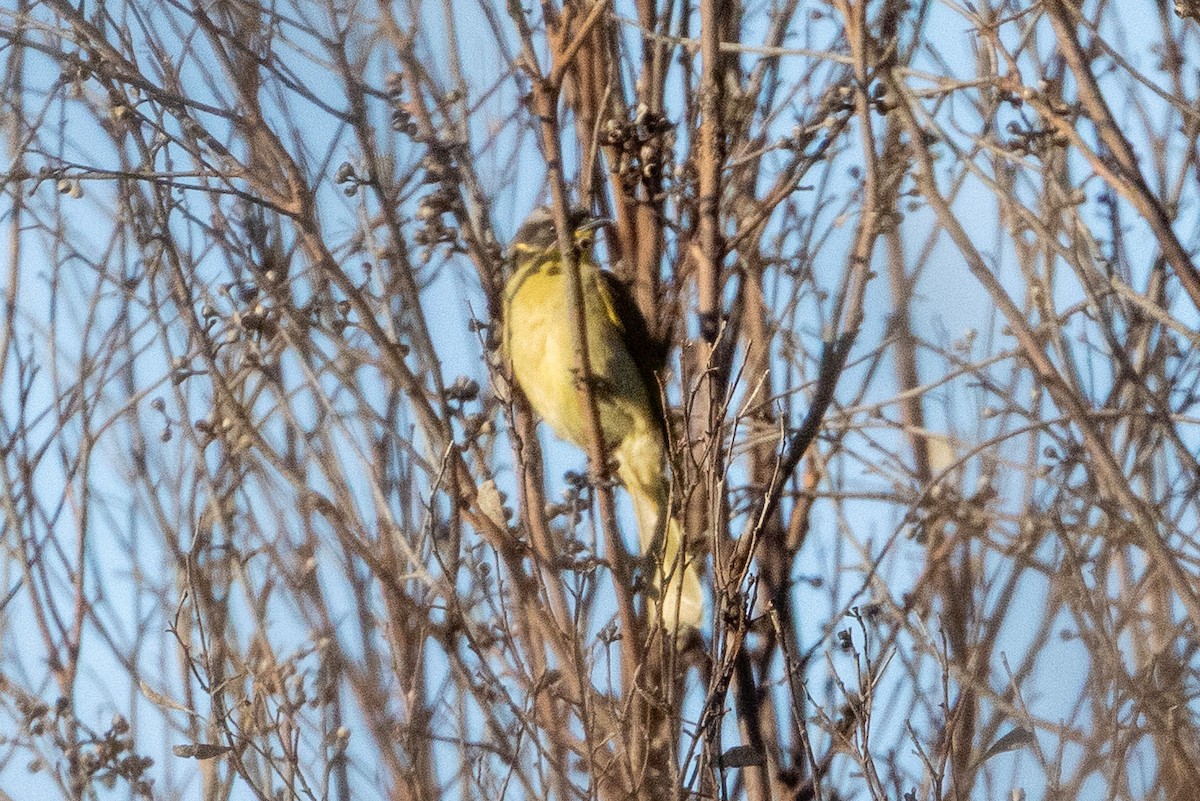 Purple-gaped Honeyeater - ML647033523