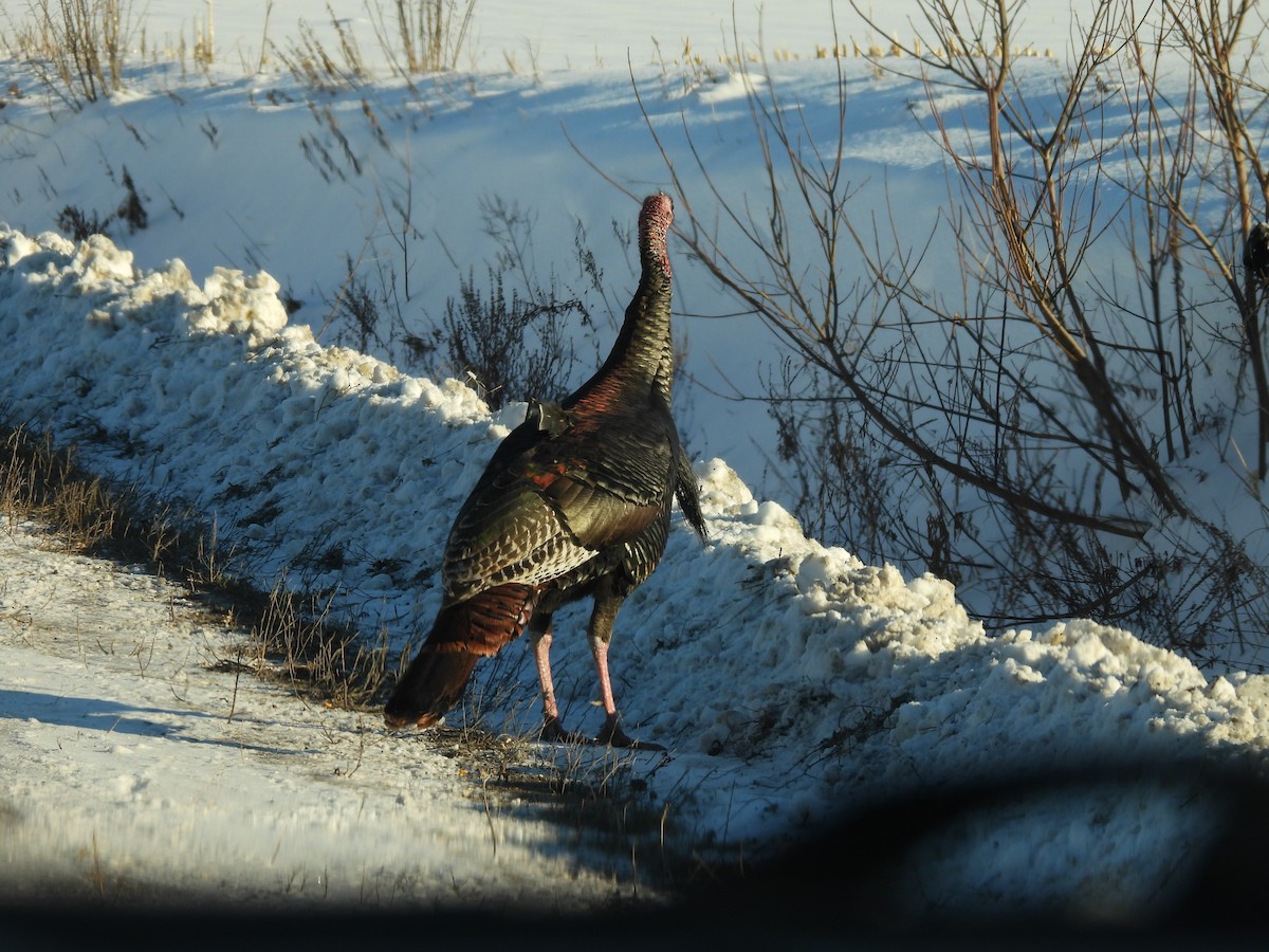 Wild Turkey - ML647033524