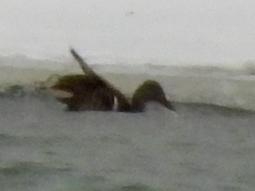 Mallard - ML647033525