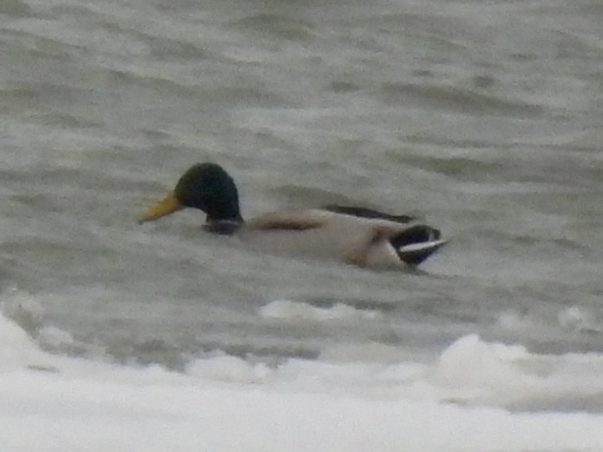 Mallard - ML647033526