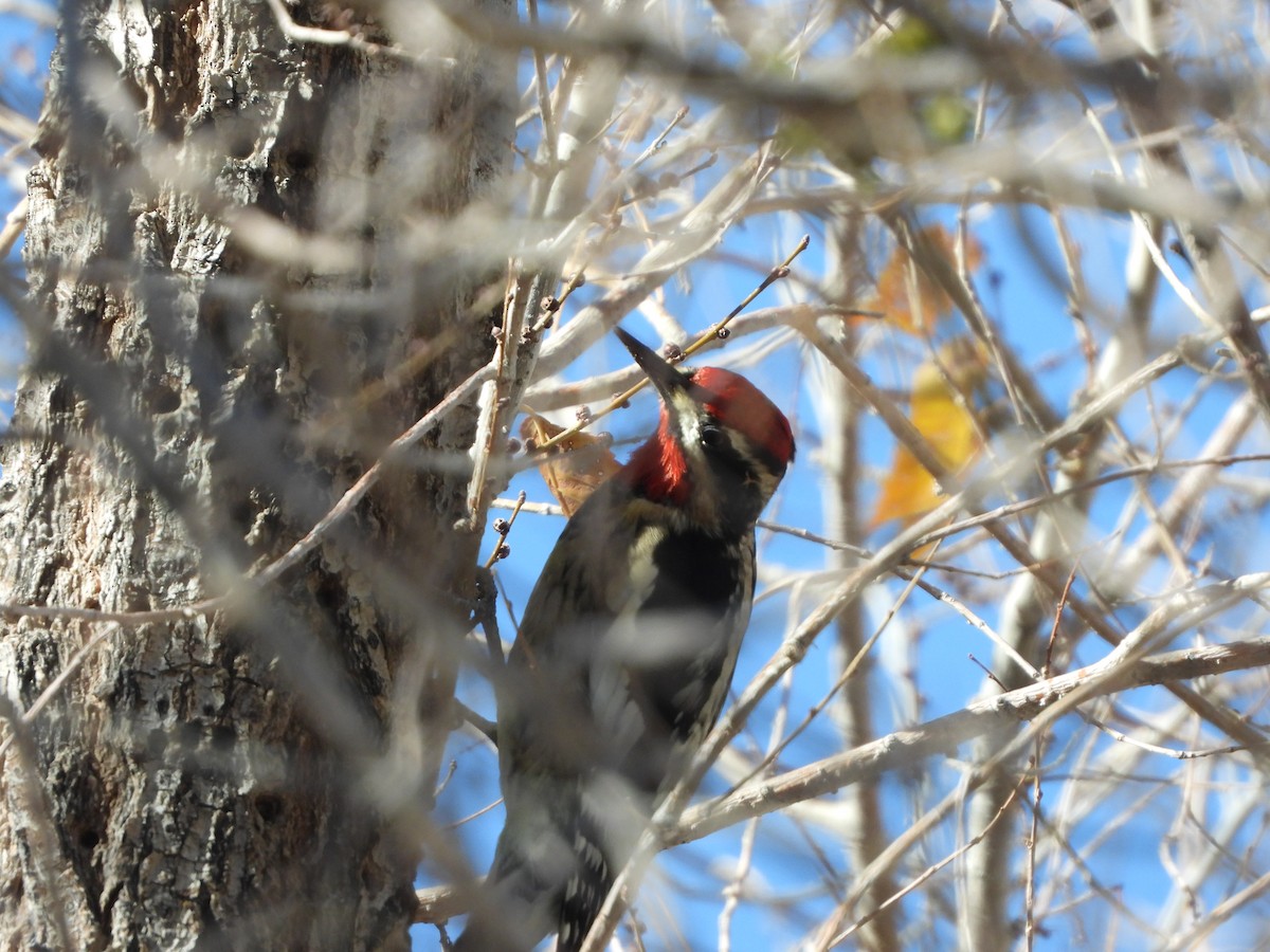 Red-naped Sapsucker - ML647033528