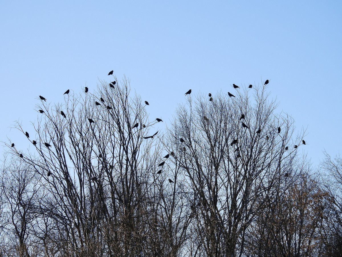 American Crow - ML647033530