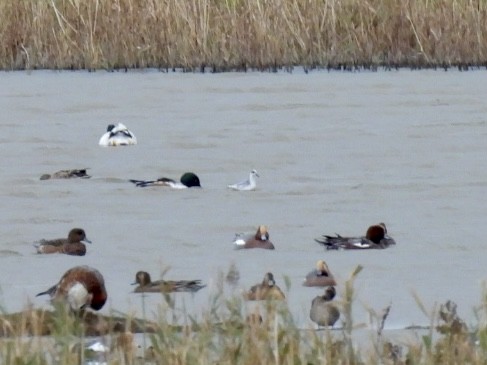 Red Phalarope - ML647033531