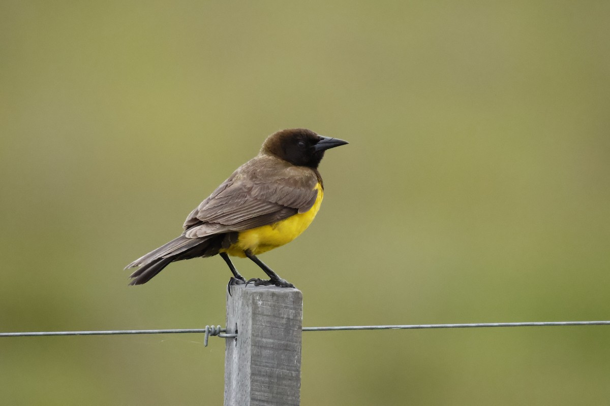 Yellow-rumped Marshbird - ML647033533