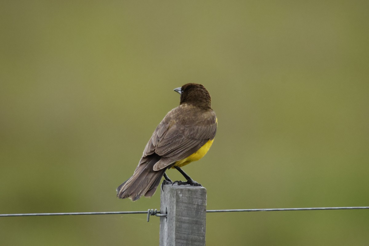 Yellow-rumped Marshbird - ML647033534