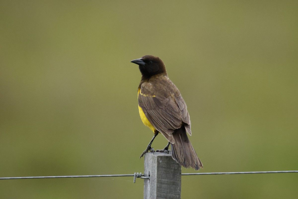 Yellow-rumped Marshbird - ML647033535