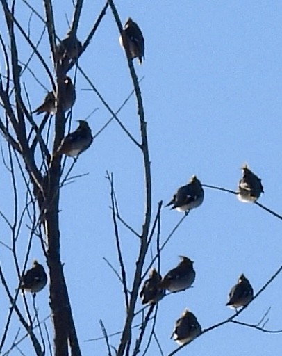 Bohemian Waxwing - ML647033541