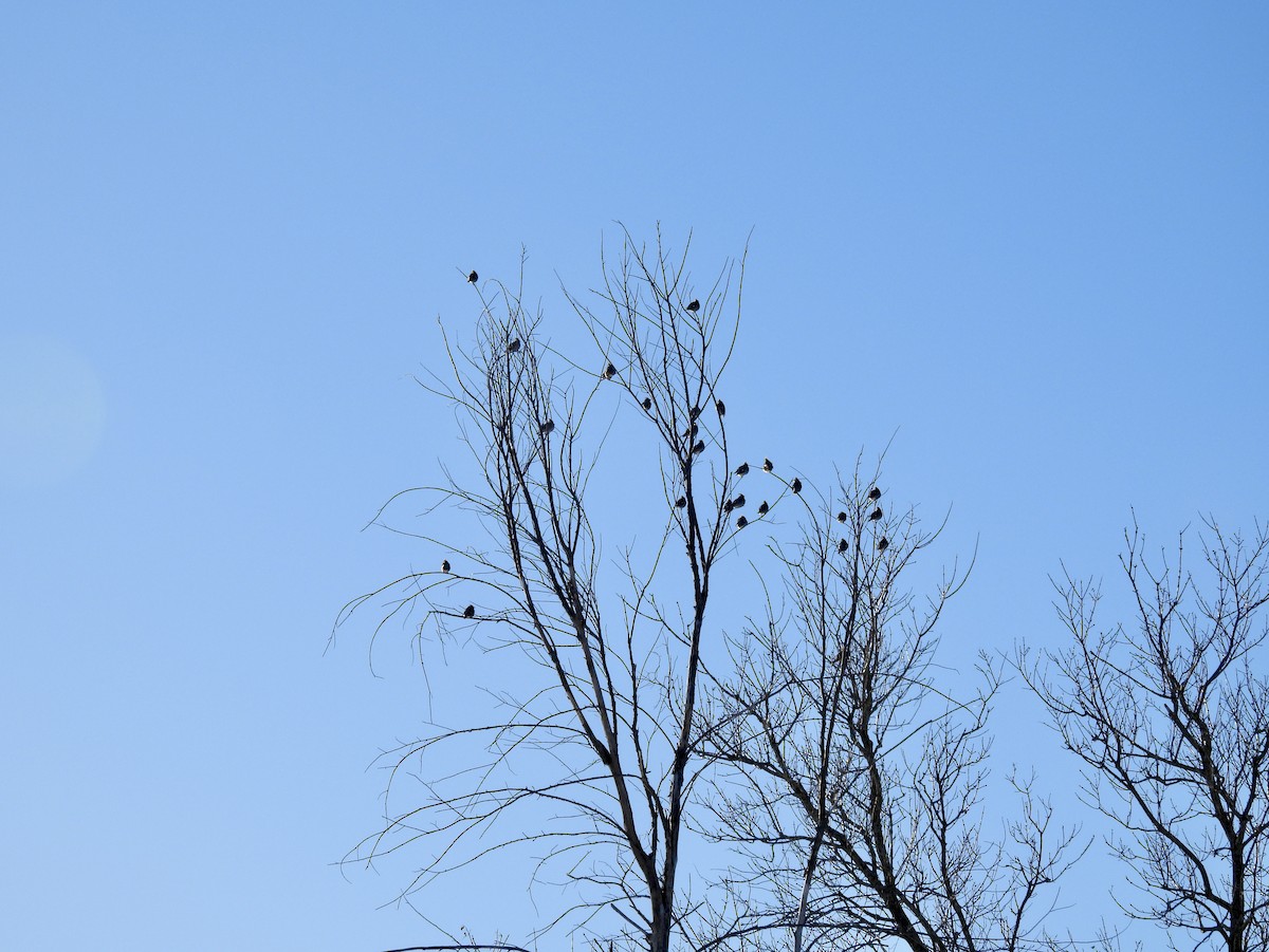 Bohemian Waxwing - ML647033542