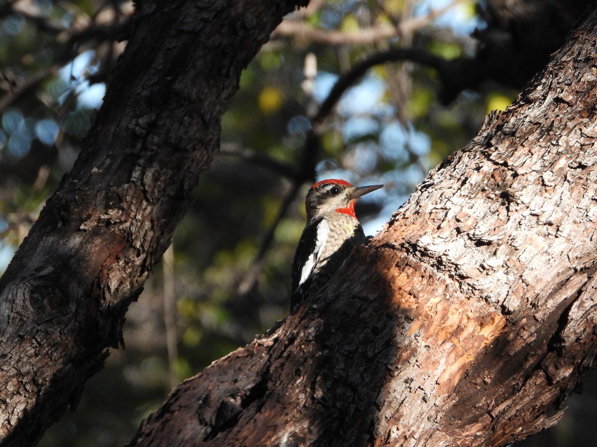 Red-naped Sapsucker - ML647033543