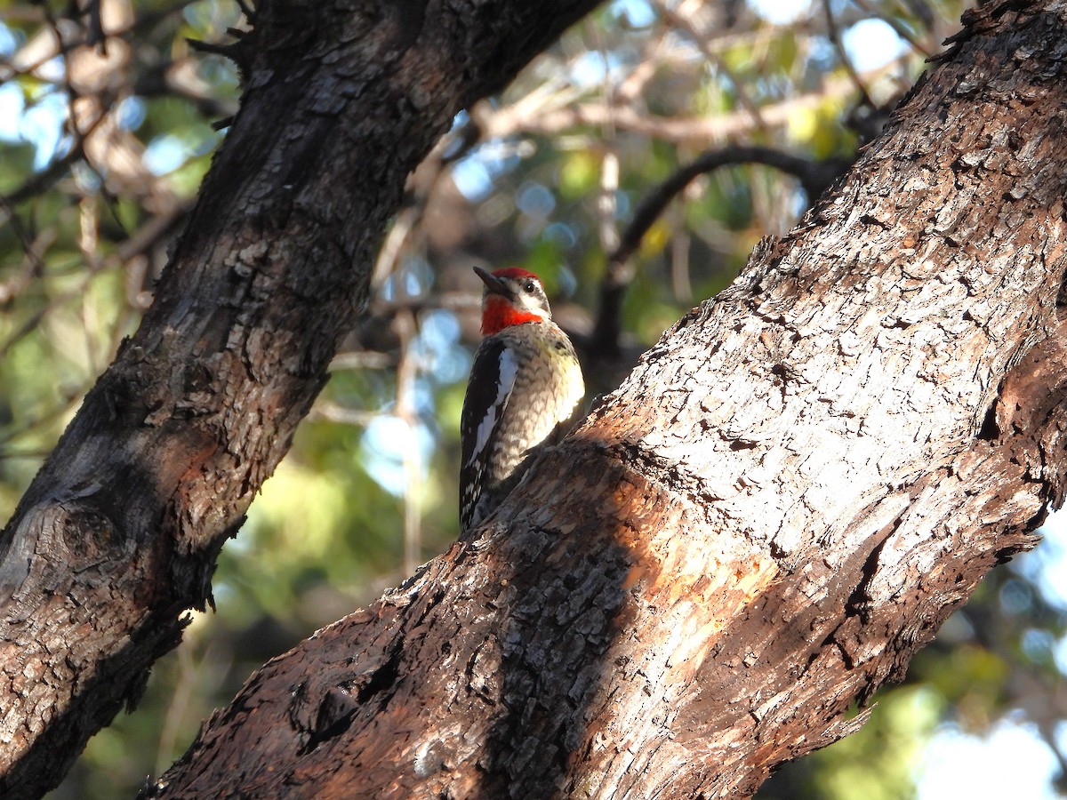 Red-naped Sapsucker - ML647033544