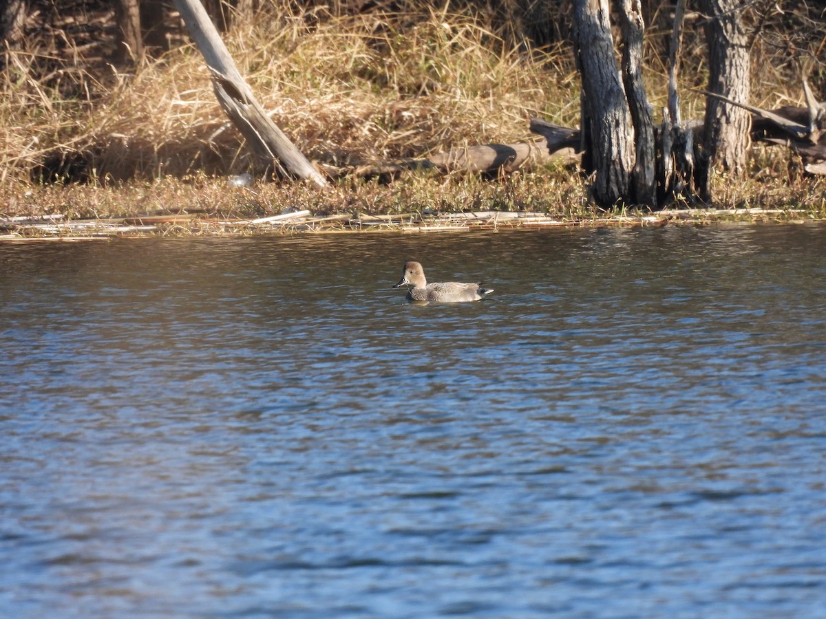 Gadwall - ML647033549