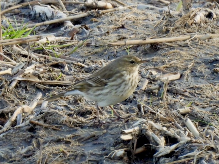 Water Pipit - ML647033551