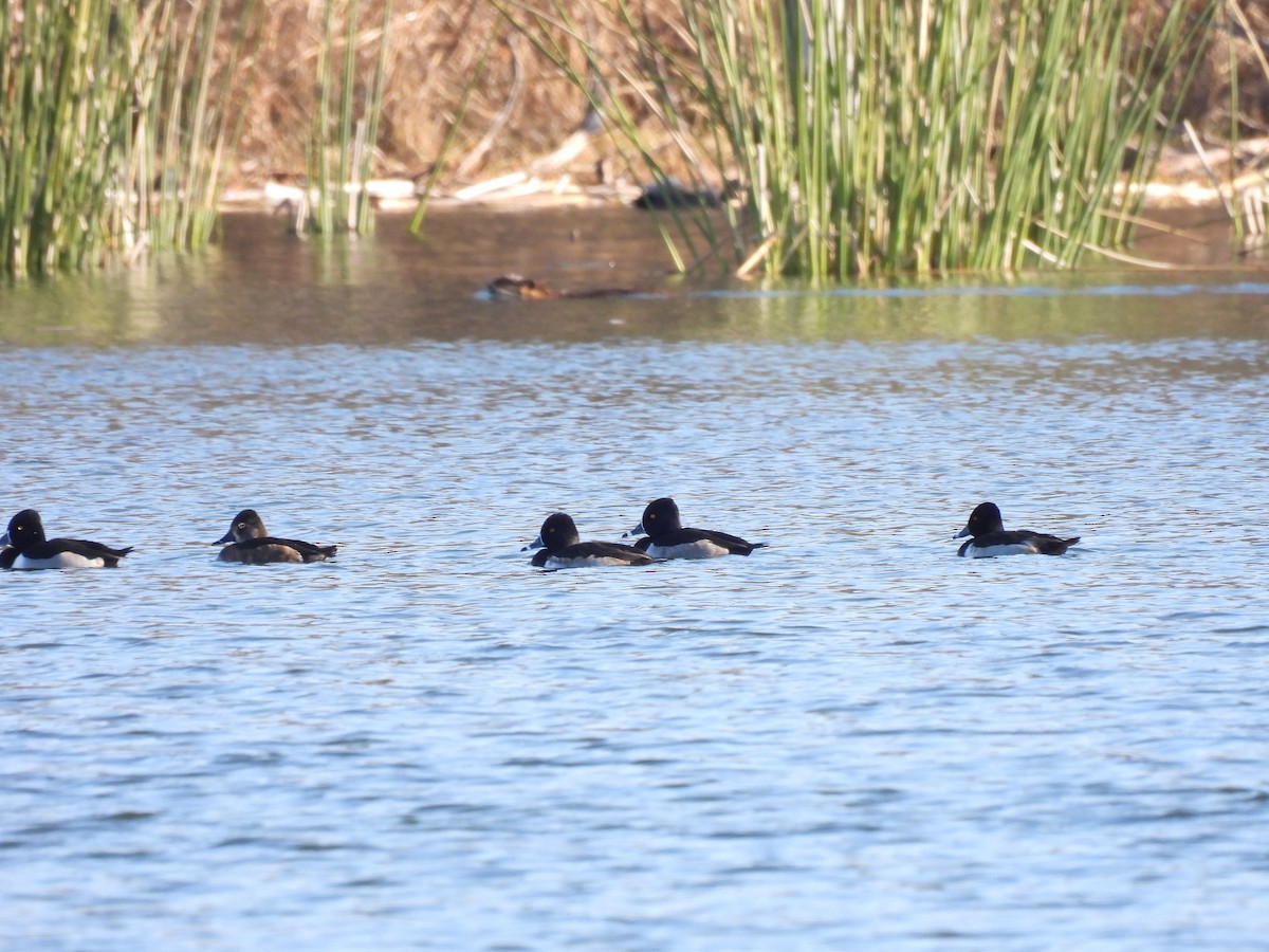 Ring-necked Duck - ML647033552