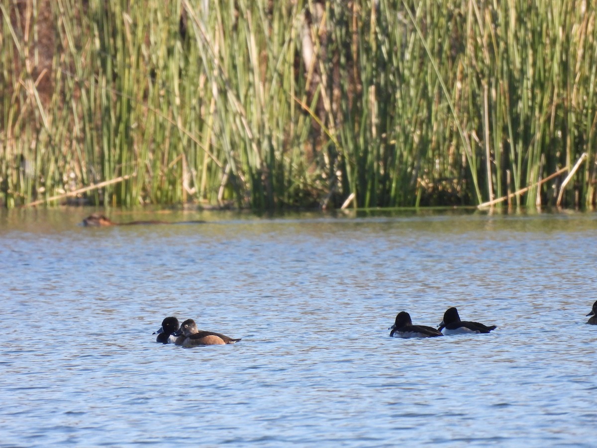Ring-necked Duck - ML647033553