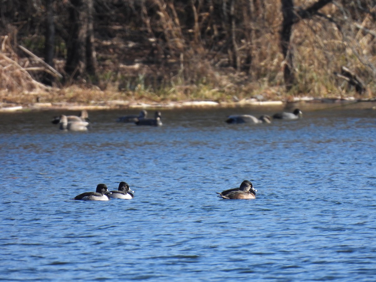 Ring-necked Duck - ML647033554