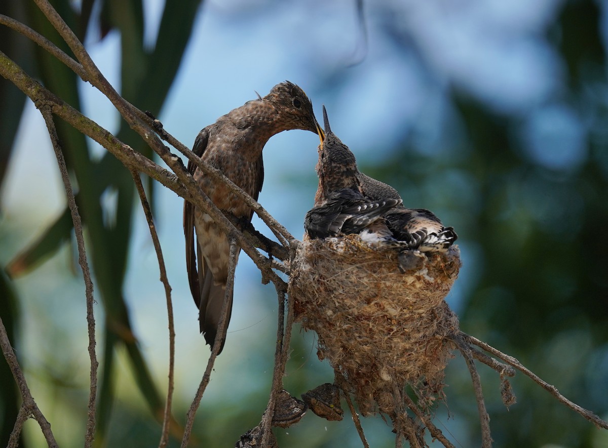 Giant Hummingbird - ML647033556