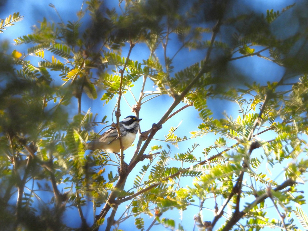 Kara Şeritli Ötleğen - ML647033558