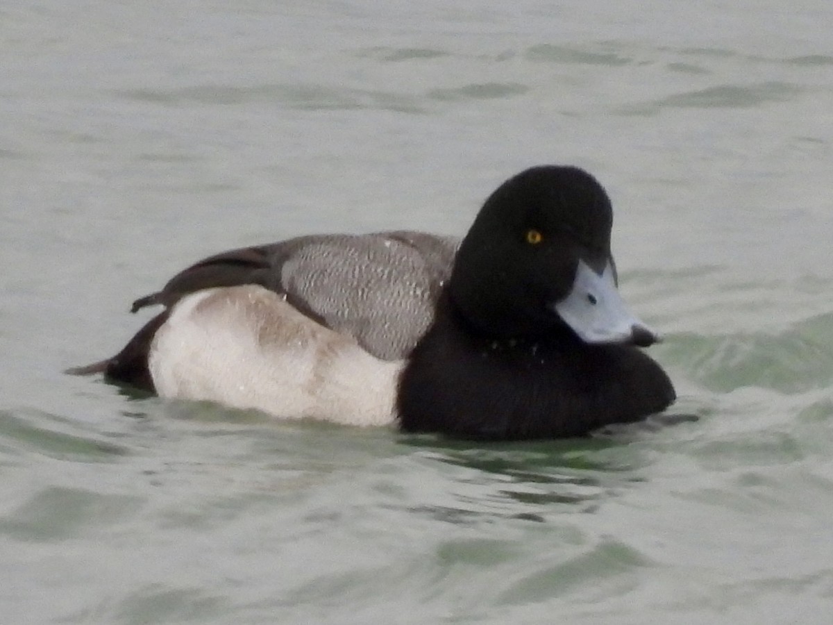 polák kaholka - ML647033560