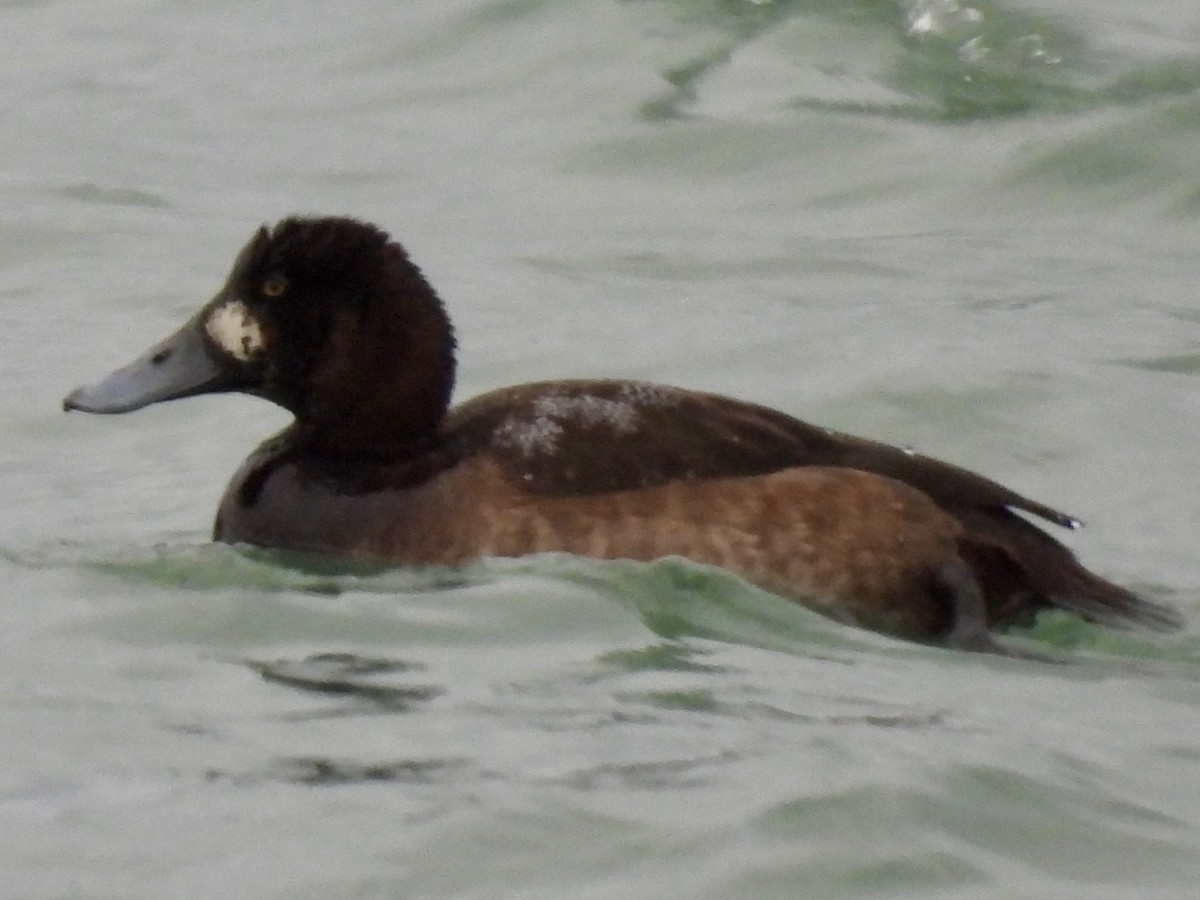 polák kaholka - ML647033561