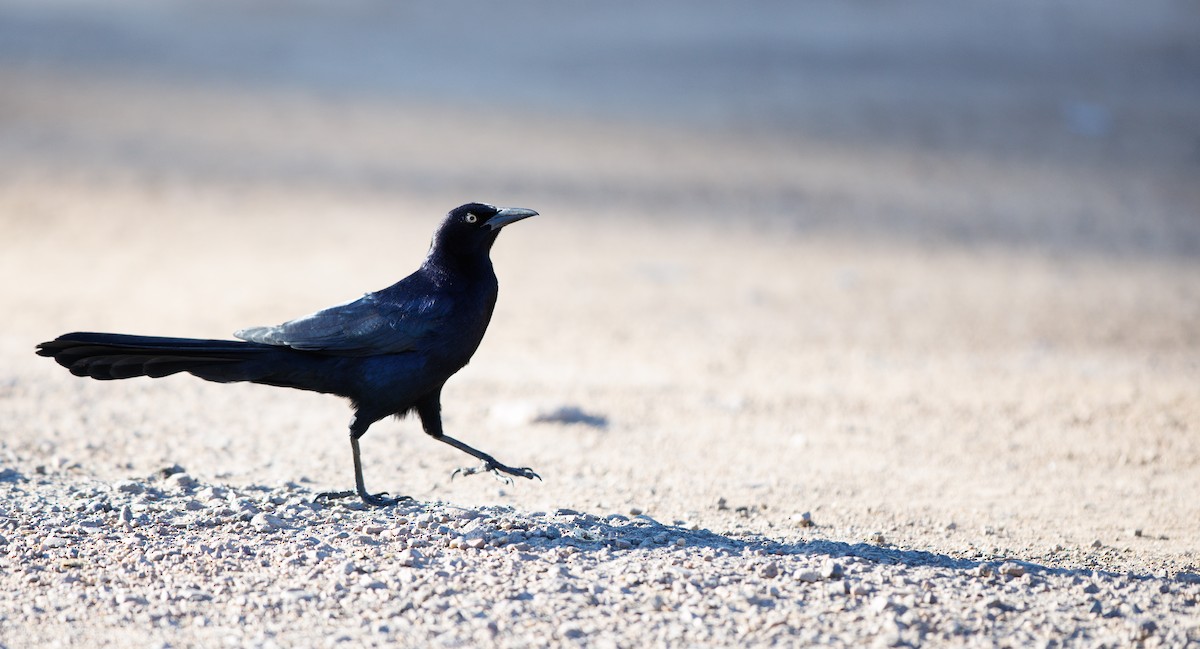 オナガクロムクドリモドキ - ML647033562