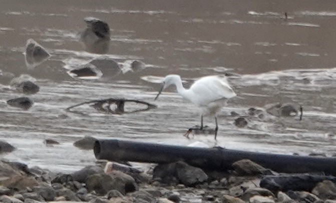 silkehegre - ML647033564