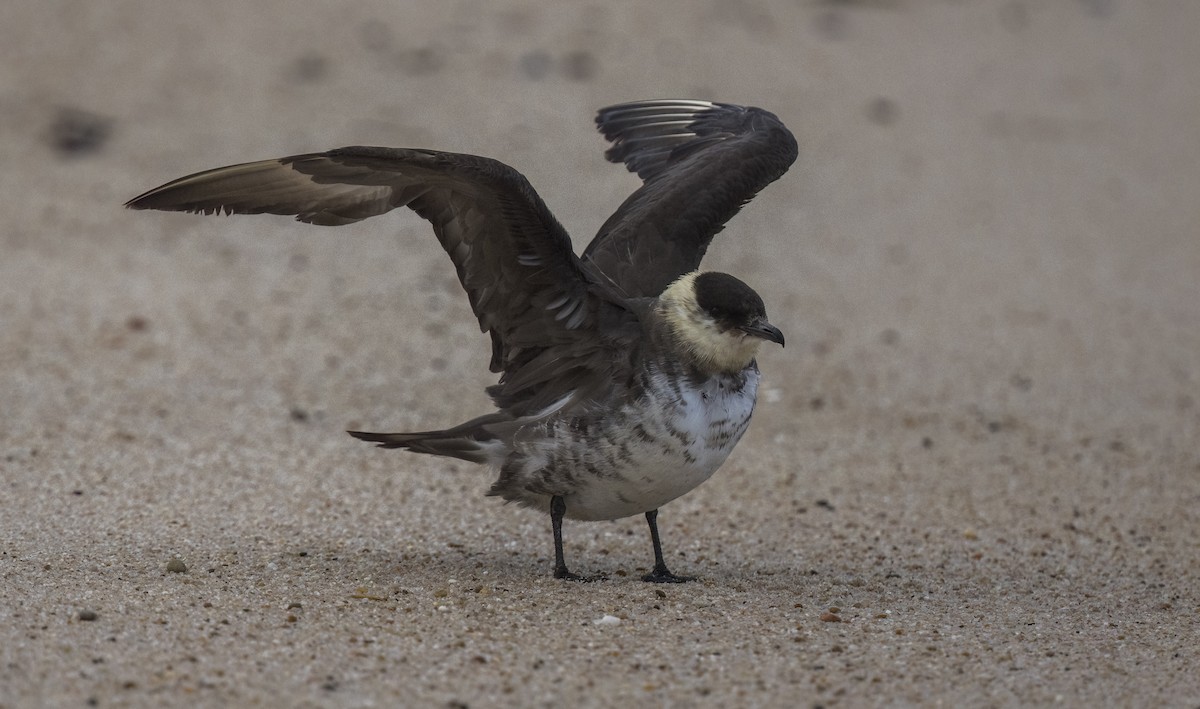 クロトウゾクカモメ - ML647033598