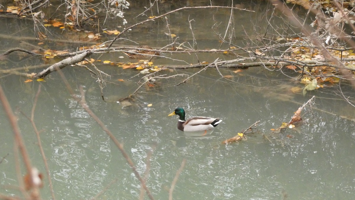 マガモ（アヒル、家畜） - ML647033599