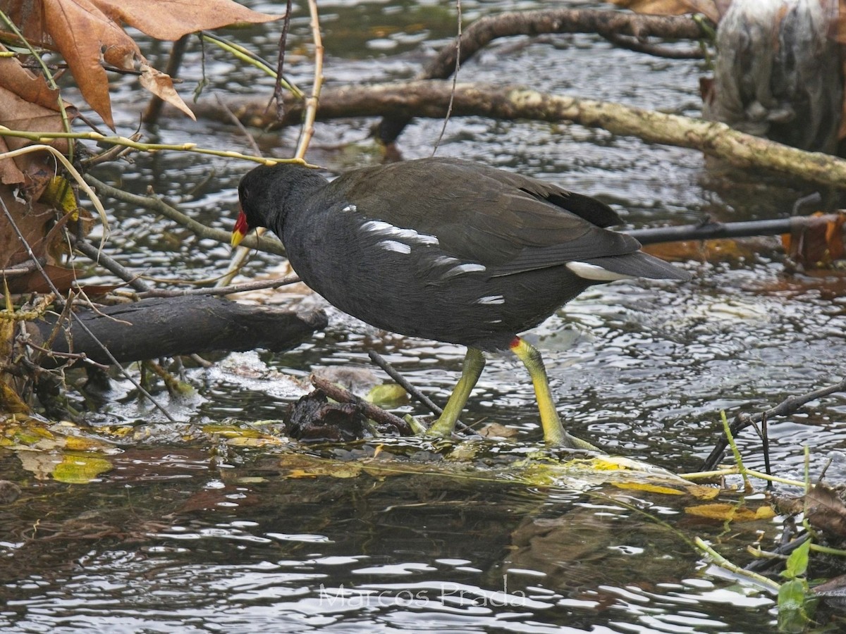 バン - ML647033600