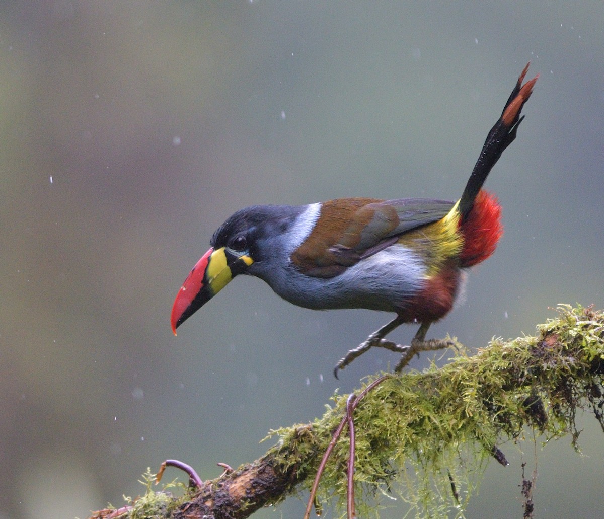 サンショクヤマオオハシ - ML647033603