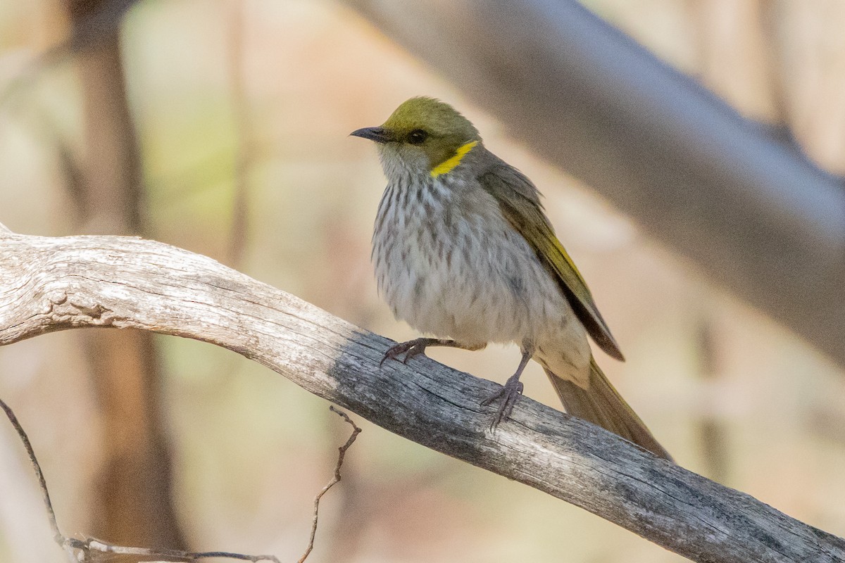 ムナフコバシミツスイ - ML647033604