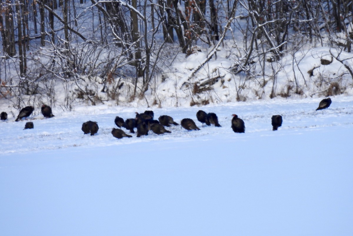 Wild Turkey - ML647033605