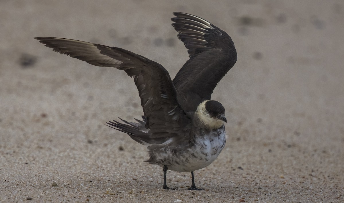 クロトウゾクカモメ - ML647033608