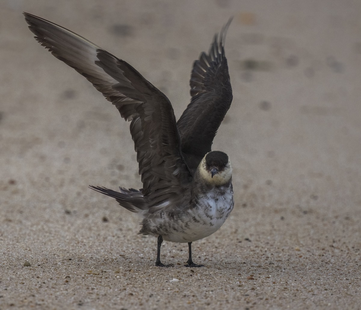 クロトウゾクカモメ - ML647033609