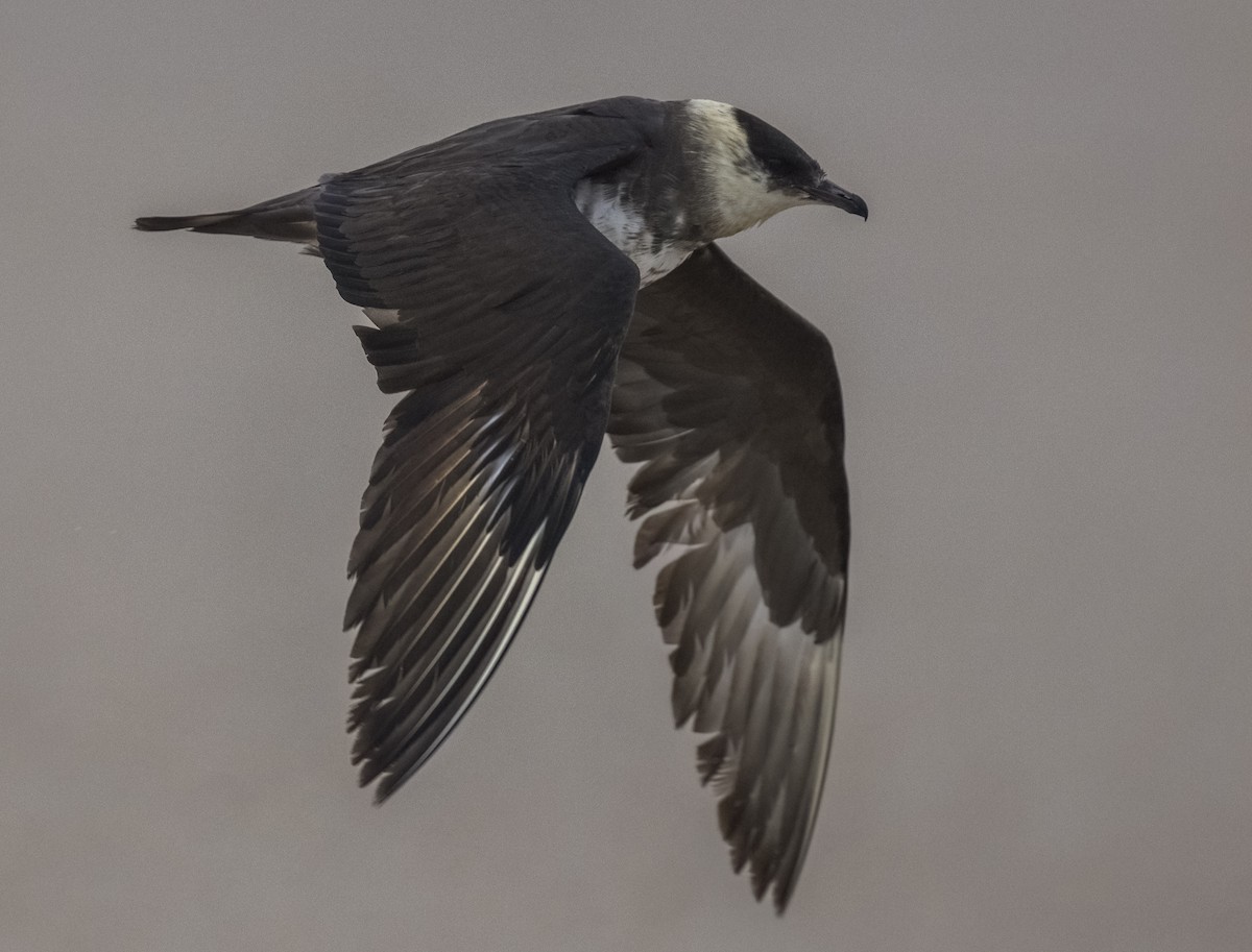 クロトウゾクカモメ - ML647033610