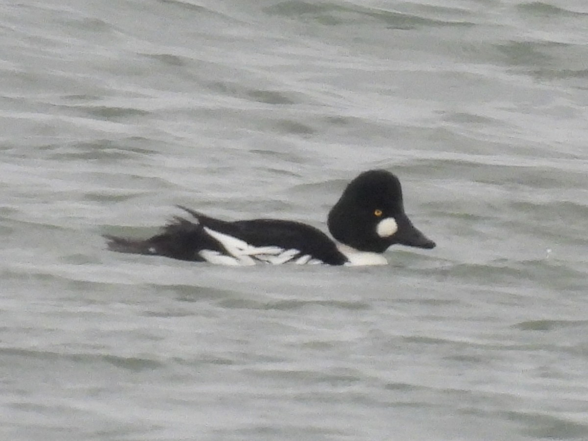 ホオジロガモ - ML647033611