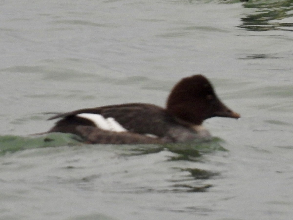 ホオジロガモ - ML647033613