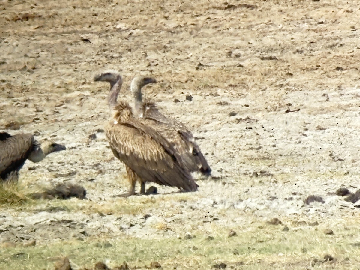 マダラハゲワシ - ML647033614