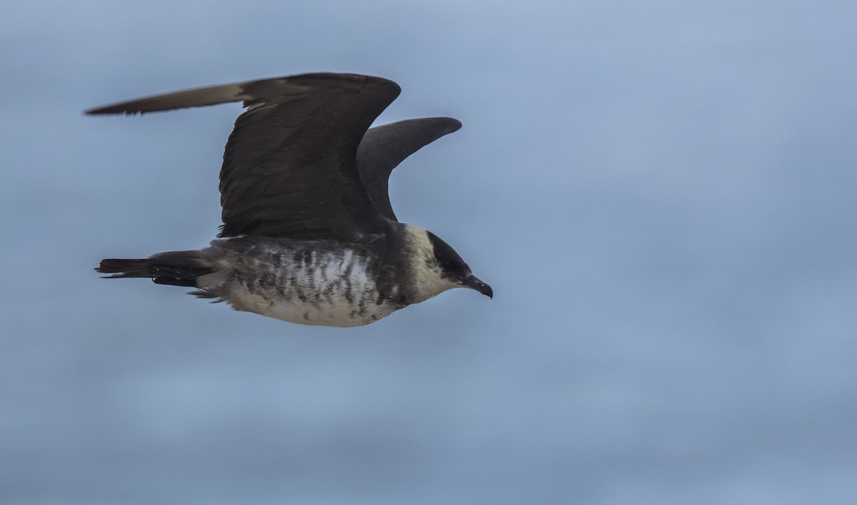 クロトウゾクカモメ - ML647033615