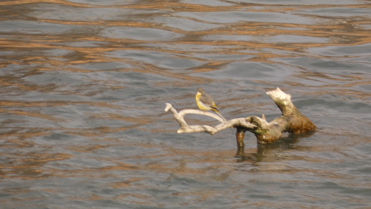 キセキレイ - ML647033616