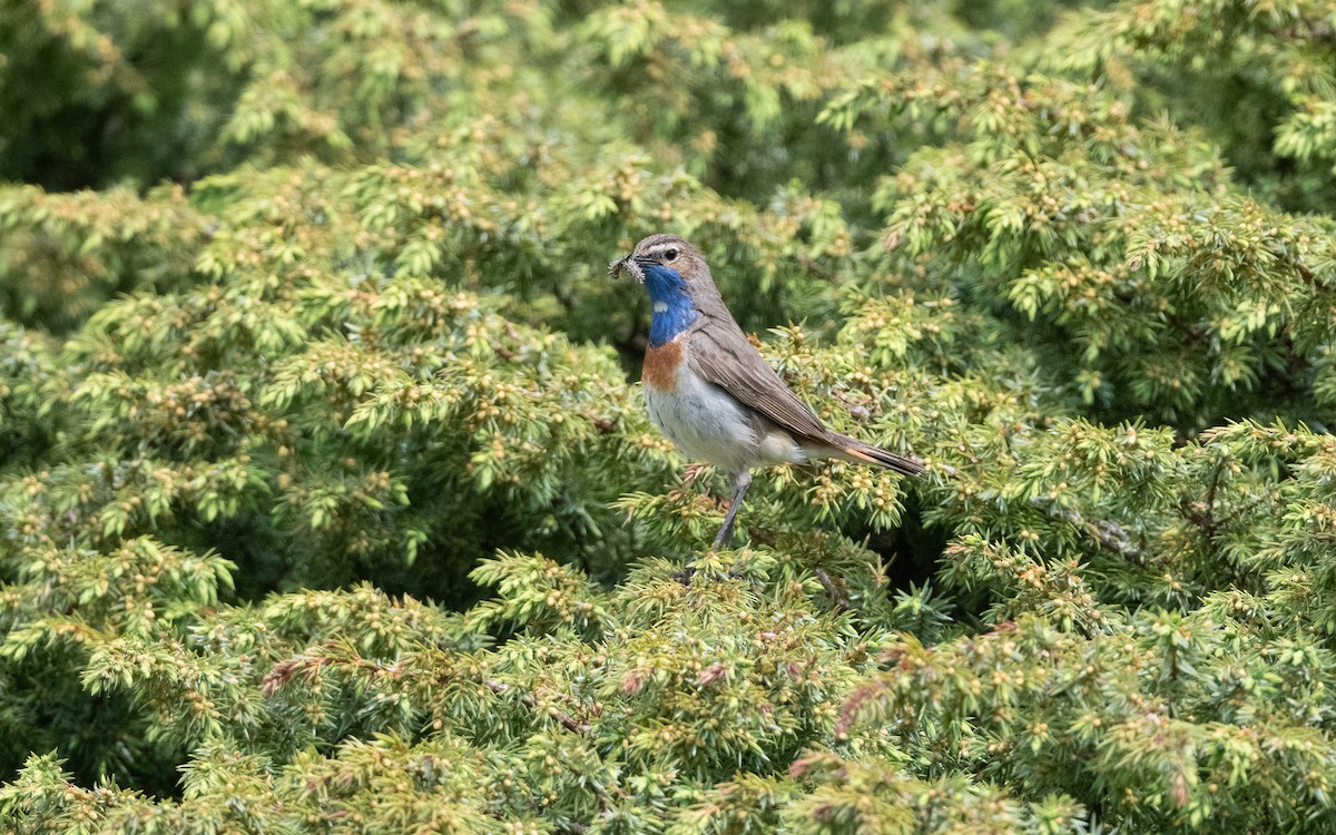 Синьошийка (підвид magna) - ML647033617