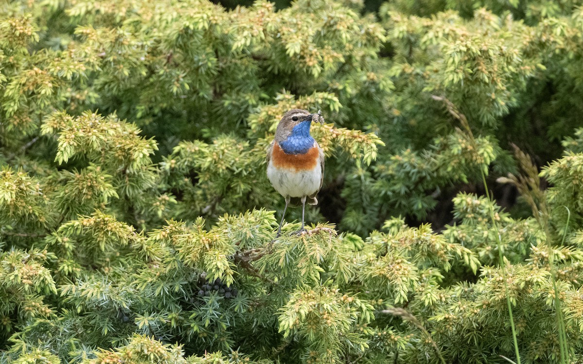 Синьошийка (підвид magna) - ML647033618