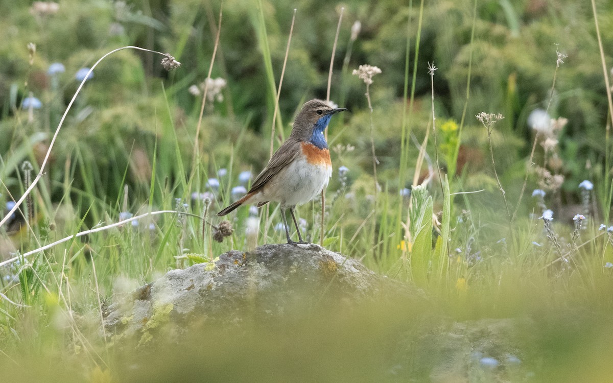 Синьошийка (підвид magna) - ML647033620