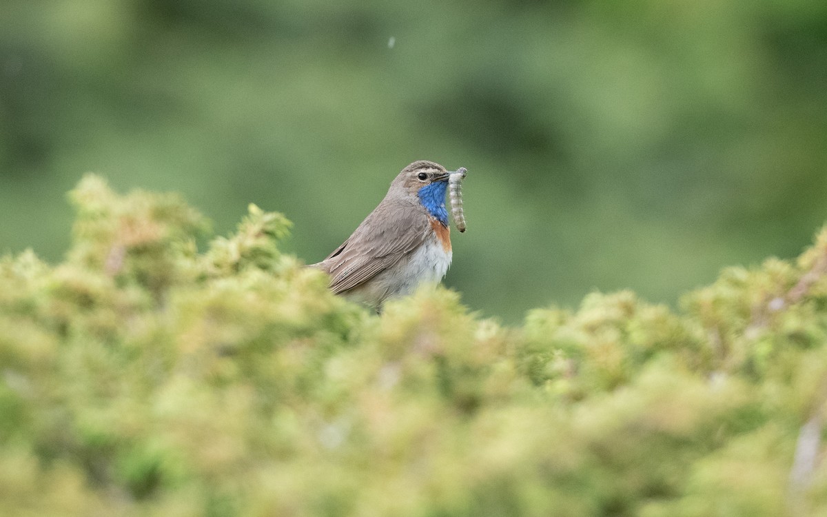 Синьошийка (підвид magna) - ML647033621